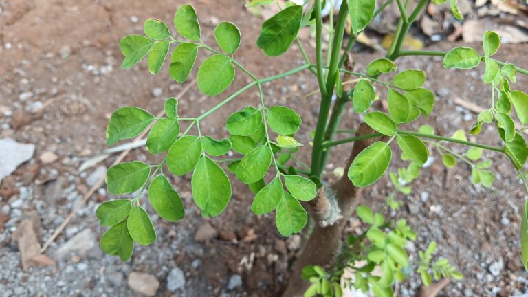 Bukan Sembarang Daun! Ini Manfaat Daun Kelor untuk Kesehatan