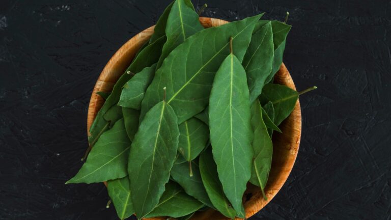 Daun salam untuk kesehatan.