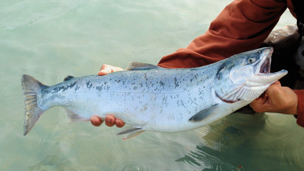 nelayan menangkap tuna