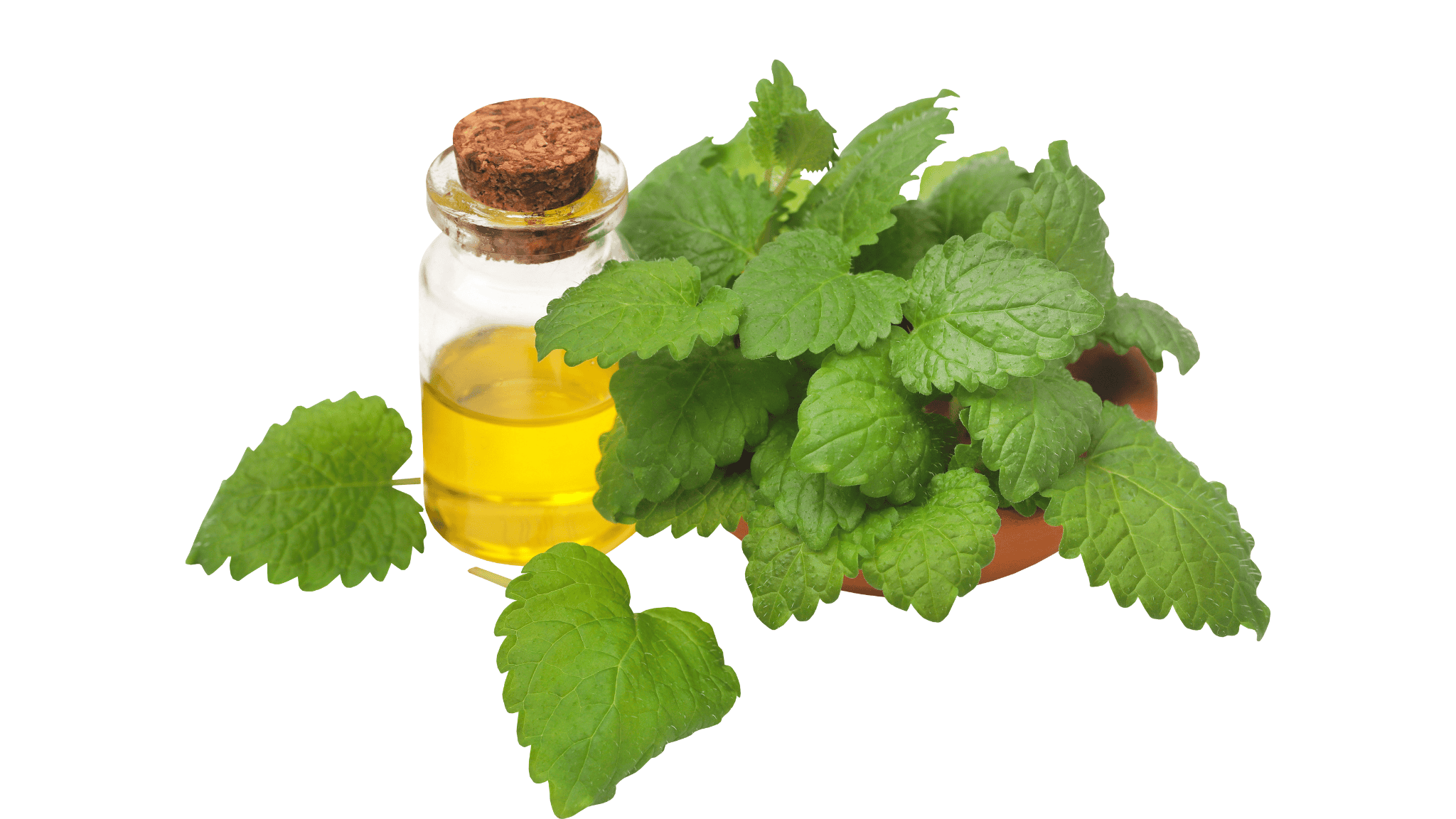 lemon balm oil