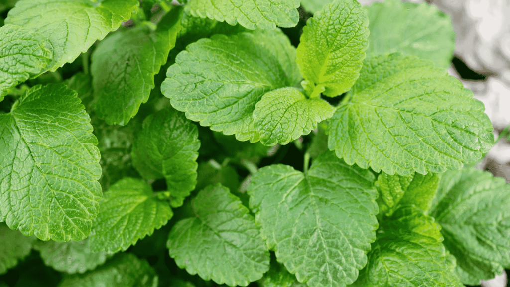 lemon balm