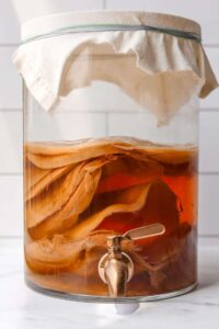 Scoby Kombucha yang difermentasi
